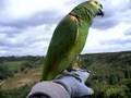 amazon parrot free flight - 3
