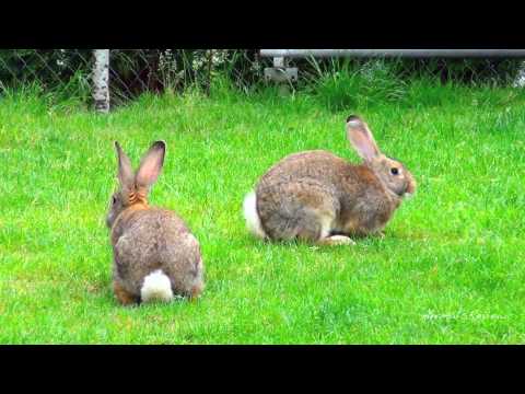 how to care for a flemish giant rabbit