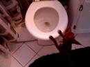Nestle and the toilet Nestle and the toilet