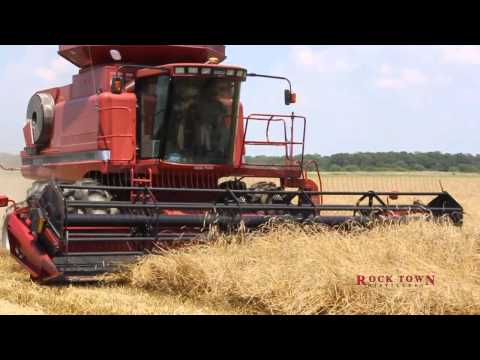 how to harvest rye grain