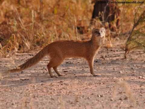 mongoose