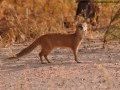 Mongoose