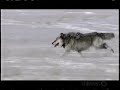 Gray Wolf Kills Elk Gray Wolf Kills Elk