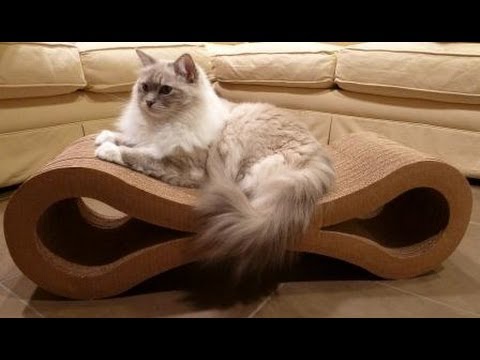 Karma Products Infinity Cat Scratcher Review 0 Karma Products Infinity Cat Scratcher Review