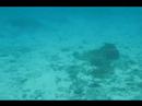 Sea Turtle Sea Turtle
