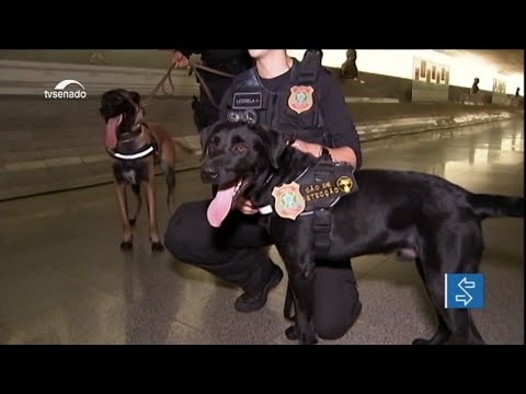 Polícia legislativa usa cães para aumentar segurança no Congresso Nacional