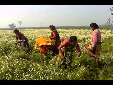how to grow german chamomile