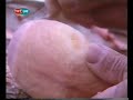 TURKEY Asik