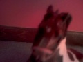 Breyer news episode 1