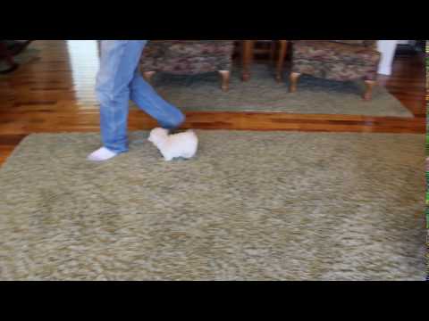 Trace Playful Little Maltipoo Boy!