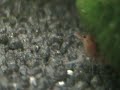 Crystal Red Shrimp CRS eating fry. Crystal Red Shrimp CRS eating fry.