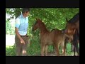 beligneux haras cheval beligneux haras cheval