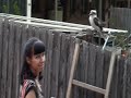 Kookaburra
