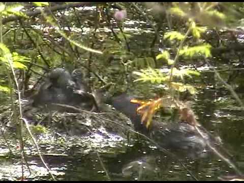 Nesting Least Grebes