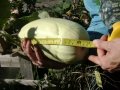 Gardening With Worm Castings #3 Gardening With Worm Castings #3