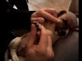 Pepito dorme (44 gg)