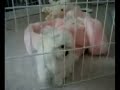 Maltese Dog Breed | Maltese Puppy | Maltese Dog | Maltese Fur Ball