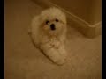Maltese Puppy | Maltese Dog | Maltese Fur Ball