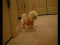 Maltese Dog Breed | Maltese Puppy | Maltese Dog | Maltese Fur Ball