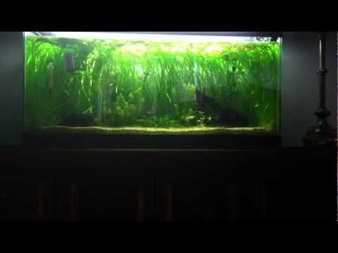 how to eliminate nitrates in aquarium