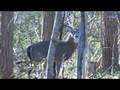 monster buck in Lincroft