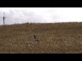 Air Rifle Hunting, Wood Pigeons Over Stubble 5 Sept, 2011
