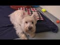 Sprinkles the dog singing Knock-Off Nigel song Sprinkles the dog singing Knock-Off Nigel song