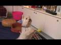 videos de Sprinkles the dog singing Knock-Off Nigel song