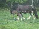 Spruce Nubble Godiva One Day Old Warmblood Filly