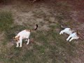 t�rkischer hundekampf ;)