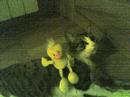 txingu gatooo
