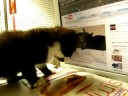 Spike watches other cats on monitor