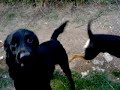 walking dogs part 4
