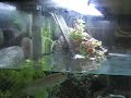 Arowana jumping 6''