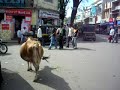 Looking for lunch in Mysooru