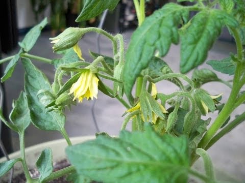 how to grow tomatoes indoors
