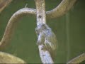 Cute marmoset baby: Part II: becoming independent