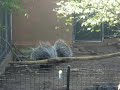 Porcupine fight