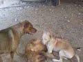 Trio de perras jugando... Dana,Tula y Trufa