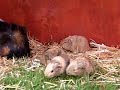 3 day old baby guinea pigs eating grass 3 day old baby guinea pigs eating grass