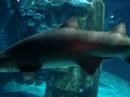 London Aquarium 2