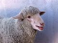 rescued farm animals find paradise at animal acres.