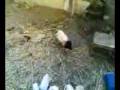videos de El DemoniO aaahhh