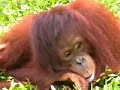 Oh You Pretty Things.... (Orangutan Fun Time)