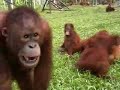 Oh You Pretty Things.... (Orangutan Fun Time)