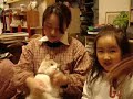 Cat Dancing - Hokey Pokey
