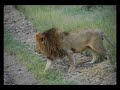 Africa 2b   Tanzania: Ngorongoro, Serengeti e Lago Manyara