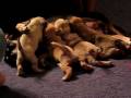 Chug puppies at 4 weeks 