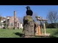 Amazing Raven intelligence test - Clever Critters - BBC Animals
