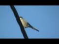 Lanius meridionalis Picanço-real Southern Grey Shrike